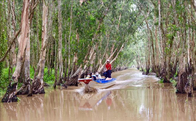 Trong ảnh: Với vẻ đẹp hoang dã, rừng tràm Trà Sư luôn có sức hút lớn đối với khách du lịch khi đến với An Giang. Ảnh: Thanh Sang-TTXVN